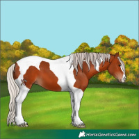 Horse Color:Silver Brown Tobiano 