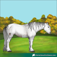 Horse Color:Gray Brown Tobiano Rabicano 