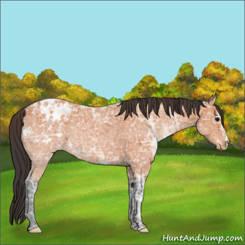 Horse Color:Bay Ice Appaloosa 