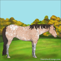 Horse Color:Bay Ice Appaloosa 