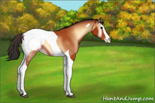 Horse Color:ERROR: UNKNOWN ANOMALY