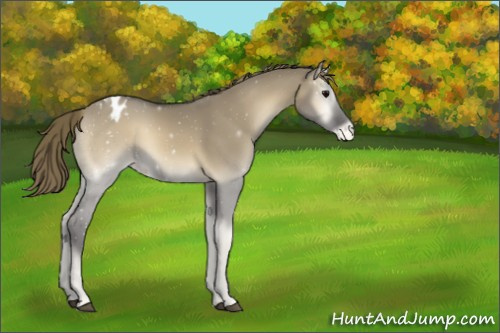 Horse Color:Smoky Grullo Onyx Appaloosa 