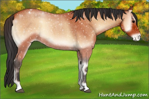 Horse Color:Bay Roan Onyx Appaloosa 