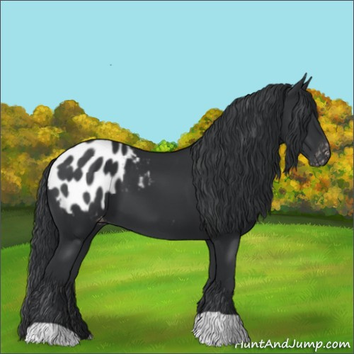 Horse Color:Black Blanket 