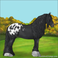 Horse Color:Black Appaloosa 