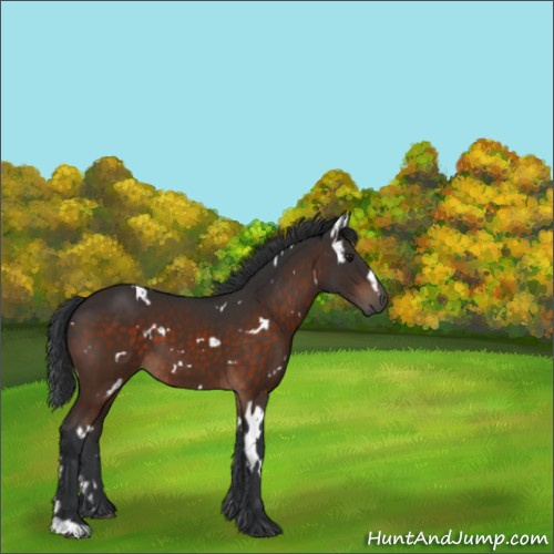 Horse Color:White Spotted Brown 