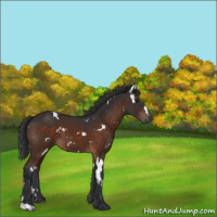 Horse Color:White Spotted Brown 