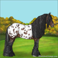 Horse Color:Brown Appaloosa 