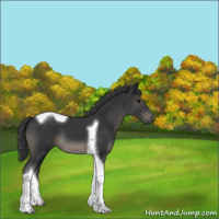Horse Color:Black Tobiano 