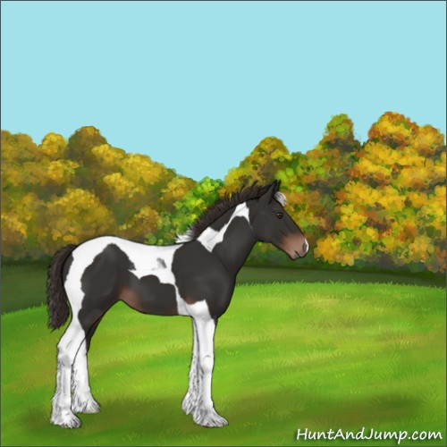 Horse Color:Liver Chestnut Tobiano 