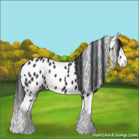 Horse Color:Brown Sabino Splash Near Leopard 