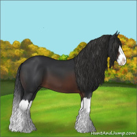 Horse Color:Brown Sabino Splash 