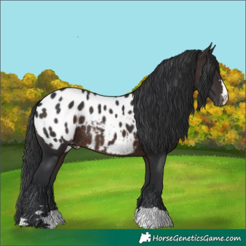 Horse Color:Brown Appaloosa Rabicano 