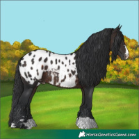 Horse Color:Brown Appaloosa Rabicano