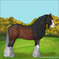 Horse Color:Brown Splash Rabicano 