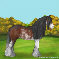 Horse Color:Bay Sabino 