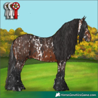 Horse Color:Brown Appaloosa and Brown