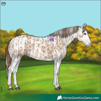 Horse Color:Red Dun Splash and Red Dun Splash