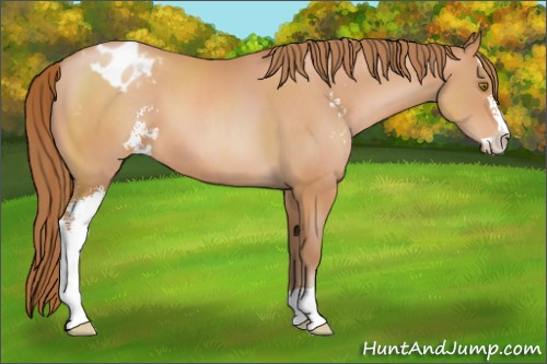 Horse Color:Brown Pearl Sabino Appaloosa 
