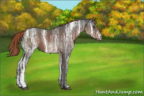 Horse Color:White Spotted Liver Chestnut Ice Sabino Rabicano 
