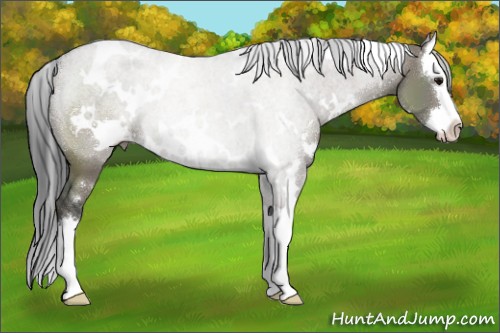 Horse Color:White Spotted Grullo Splash 