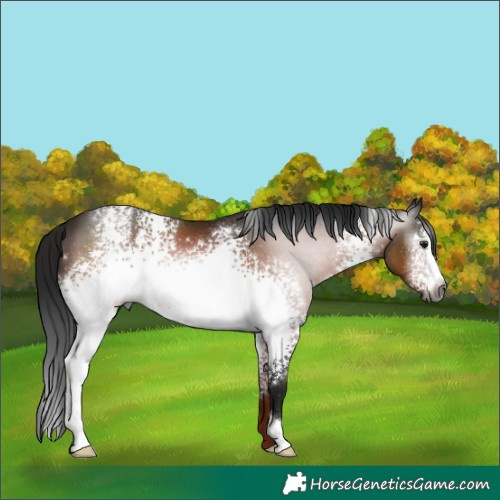Horse Color:Gray White Spotted Brown 