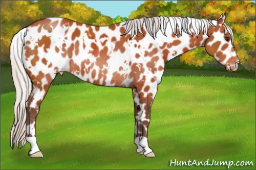 Horse Color:White Spotted Silver Brown Appaloosa Rabicano 
