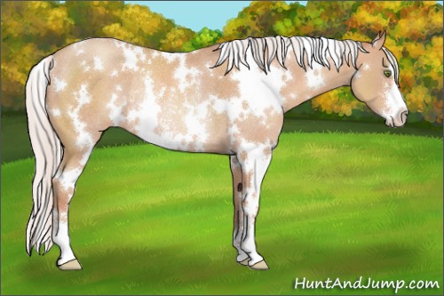 Horse Color:White Spotted Silver Classic Champagne Sabino Rabicano