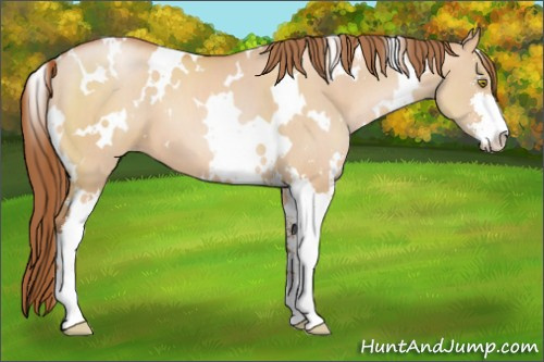 Horse Color:White Spotted Bay Pearl Dun Sabino 