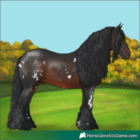 Horse Color:White Spotted Brown 