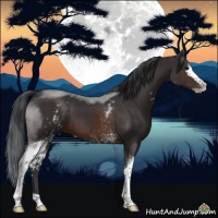 Horse Color:White Spotted Brown Sabino 