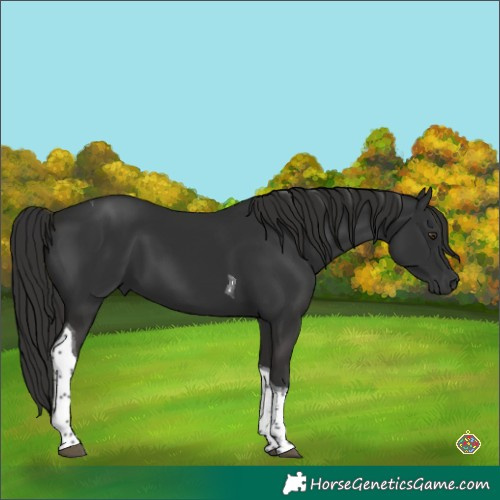 Horse Color:Liver Chestnut Tobiano 