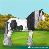 Horse Color:Black Splash Tobiano 