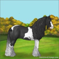 Horse Color:Black Splash Tobiano 