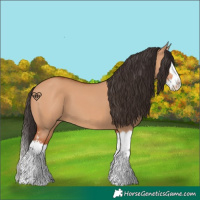 Horse Color:Bay Dun Sabino Splash 