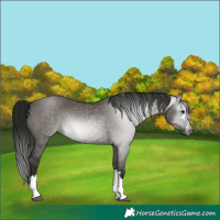 Horse Color:Gray Grullo 