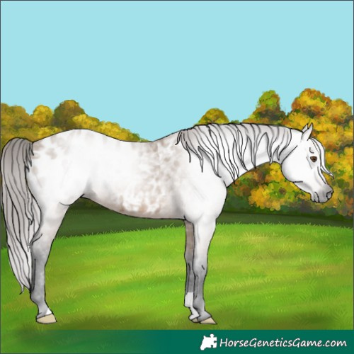 Horse Color:Gray Bay Dun Appaloosa 