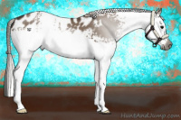 Horse Color:Gray White Spotted Silver Grullo Appaloosa