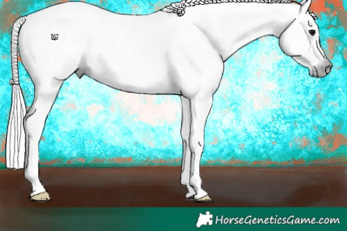 Horse Color:Gray White Spotted Black 