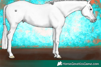 Horse Color:Gray White Spotted Black