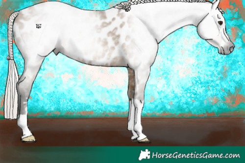 Horse Color:Gray Silver Bay Dun Near Leopard