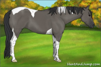 Horse Color:Grullo Tobiano