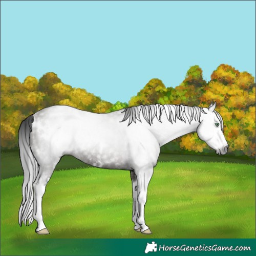 Horse Color:Gray White Spotted Grullo Sabino Splash Rabicano 