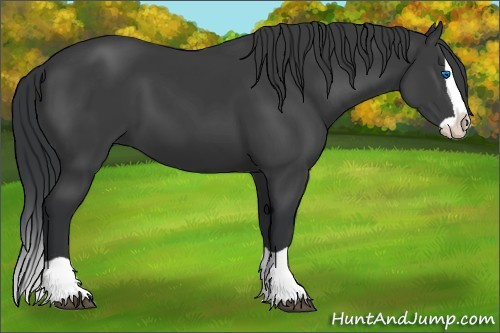 Horse Color:Black Splash 