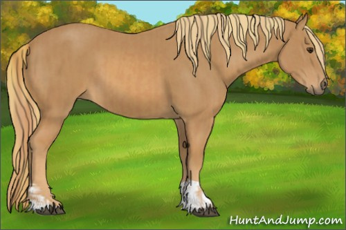 Horse Color:Chestnut  and Chestnut 