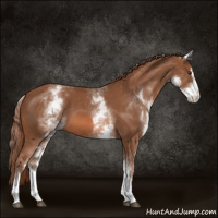 Horse Color:White Spotted Chestnut Sabino 