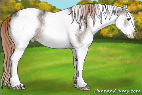 Horse Color:White Spotted Liver Chestnut Tobiano Appaloosa 