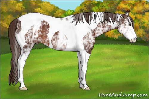 Horse Color:White Spotted Liver Chestnut Tobiano 