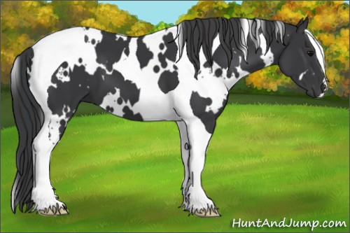 Horse Color:White Spotted Black Tobiano 