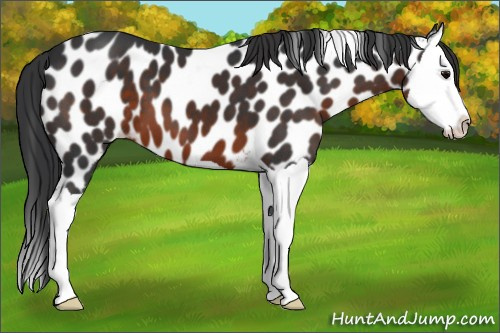 Horse Color:Brown Splash Leopard 